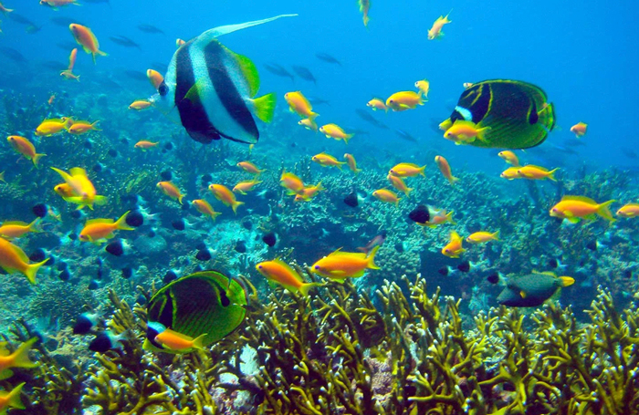 Aquatic Wonders