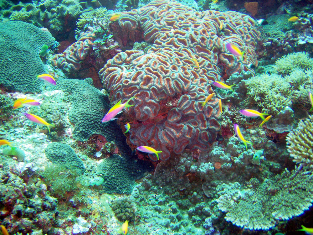 Aquatic Wonders